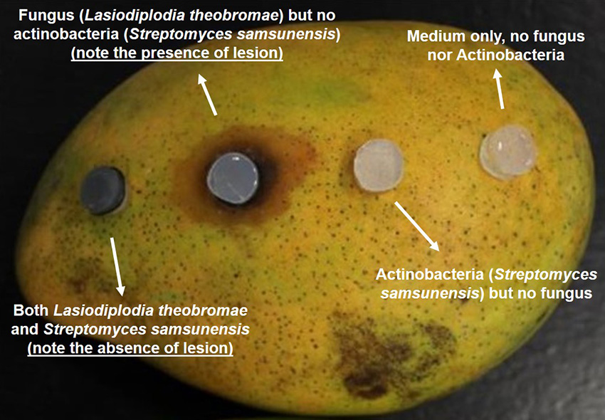 In vivo inhibitory effect of a biological control Streptomyces candidate against Lasiodiplodia theobromae using a mango fruit bioassay.