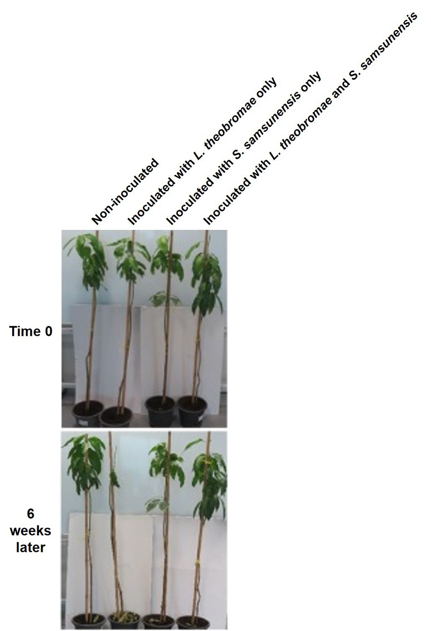 Antagonistic effect of a biological control Streptomyces candidates against mango dieback disease under greenhouse conditions.