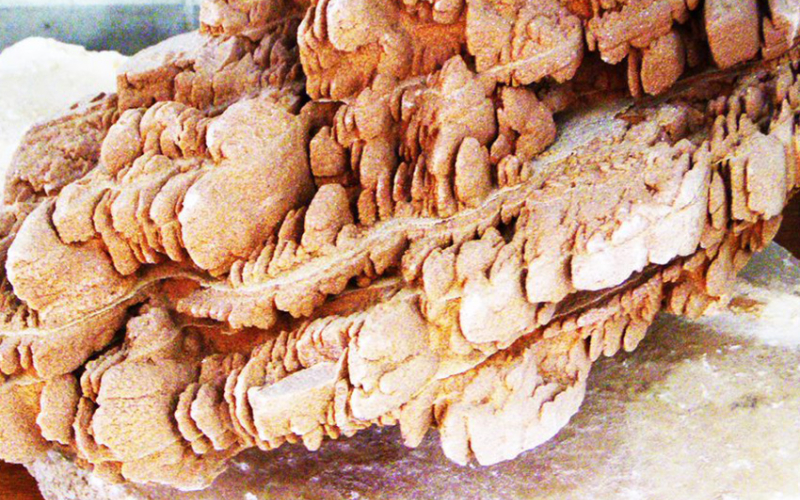 Desert Carving and Fossils